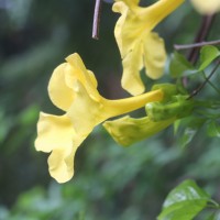 Dolichandra unguis-cati (L.) L.G.Lohmann